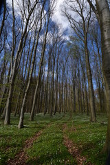 Frühlingswald