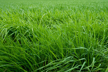 Fototapeta premium herbe vert tige graminées printemps tondre pelouse jardin fond matière