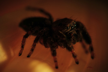 Large spider in the wild