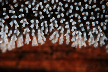 Coral mushroom on a tree