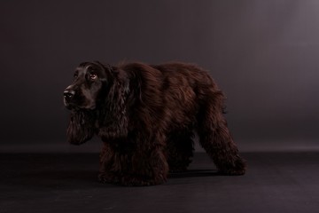 süßer schwarzer cockr spaniel im studio