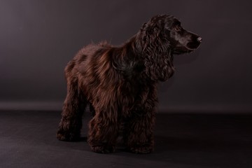 süßer schwarzer cocker spaniel steht im schwarzen studio und schaut zur seite