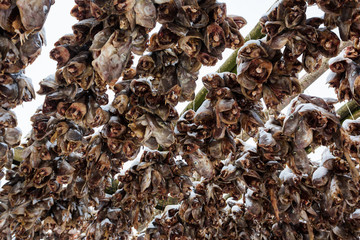 Dried fish heads close up