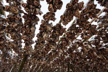 Dried fish heads close up