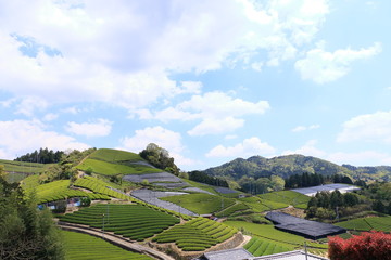 Tea Plantation of Kyoto Japan