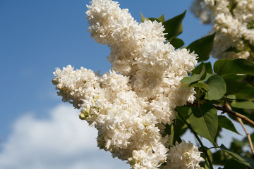 Branch of a white blossoming lilac closeup. Nature