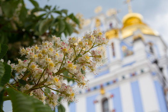 Blossoming chestnut on the background of the golden domes of the church. Kiev, Ukraine