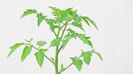 plant de tomate ,isolé,fond blanc