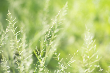 Spring or summer abstract nature background with grass and bokeh lights.