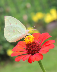Butterfly pollinate Zinnia flower.