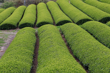 Tea Plantation of Kyoto Japan