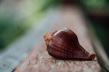 Red Shell in an old fence. Macro,