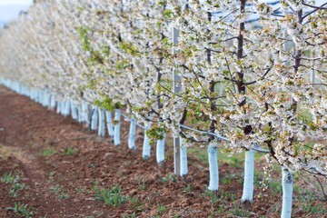  fruit trees protected with bordeaux mixture,  orchard in blossom, spring theme