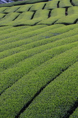 Tea Plantation of Kyoto Japan