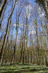 Buschwindröschen im Wald