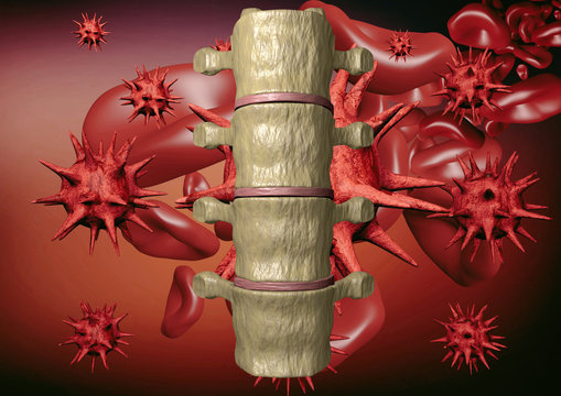 Vis&atilde;o posterior da coluna vertebral humana