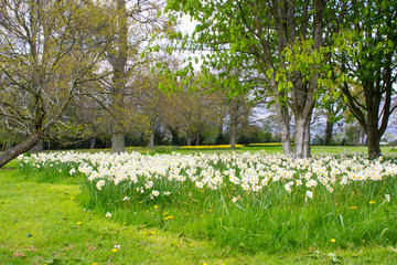 Beds of white narcissus and yellow daffodils on a grassy slope in the public park at Barnett`s Desmesne in Belfast in late April just before the blooms finally fade.