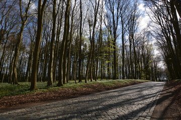 Deutsche Alleenstraße auf Rügen, Kopfsteinpflaster Straße