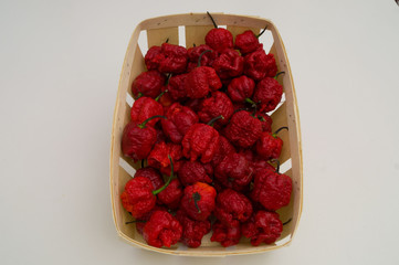 carolina reaper