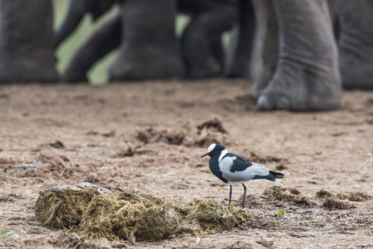 Blacksmith Lapwing and African elephant herd