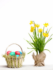 spring yellow narcissus, colorful easter eggs isolated on white