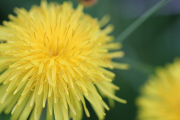 Blüte eines gewöhnlichen Löwenzahns