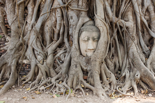 Face of buddha among roots