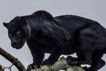 Black Panther