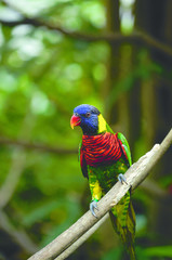 Rainbow lorikeet bird with colorful feathers sitting on wooden branch looking out in the morning.