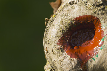 Cut on a fruit tree, Dyed with paint, for protection against moisture
