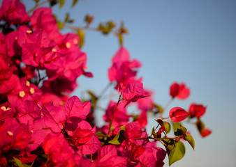 Obraz premium Colorful macro flowers background with blue sky. Gently pink flowers. Close up. Flowers background with a copy space.
