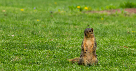 Squirrel on Grass