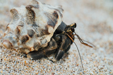 Cancer hermit crab Walks the sand. Macro.