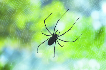 Silhouette black thin spider sitting and waiting on its prey in the middle of its web in the morning.