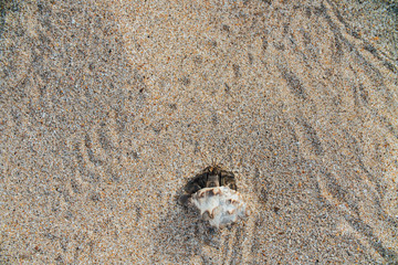 Cancer hermit crab Walks the sand. Macro.