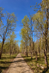 Zartes Fr&uuml;hlingsgr&uuml;n: Birkenallee am M&uuml;ritz-Nationalparkweg