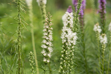 Flower Liatris spicata
