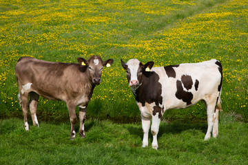 Dutch cows in the meadow.