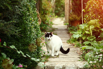 Naklejka na ściany i meble Cat in garden.