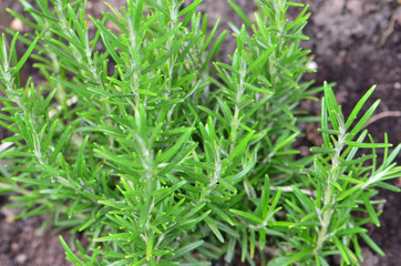 rosemary