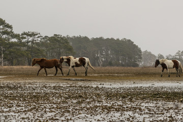 Chincoteague Island, VA wild ponies