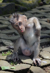 A cub of a gray macaque sitting on the road and scratching his back