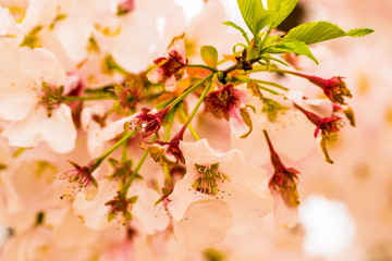 North Carolina cherry blossom