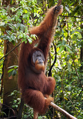 Dominant male orangutan in the jungles of northern Sumatra