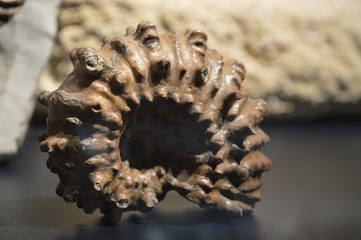 Fossil of shell