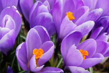 Blossoming saffron - lilac crocus