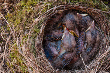 Drossel Vogel Küken im Nest