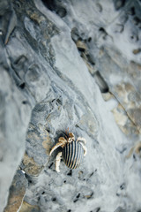 close-up of a crab sitting on the stone