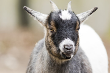 Close-up of goat on the outside