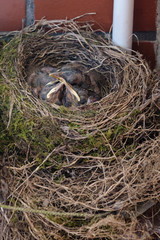 Drossel Vogel Küken im Nest